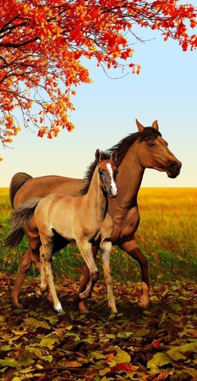 HORSE GALOPING SECRETARIAT